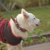 Dog Collar tooled leather Small - Tan, Brown or Black
