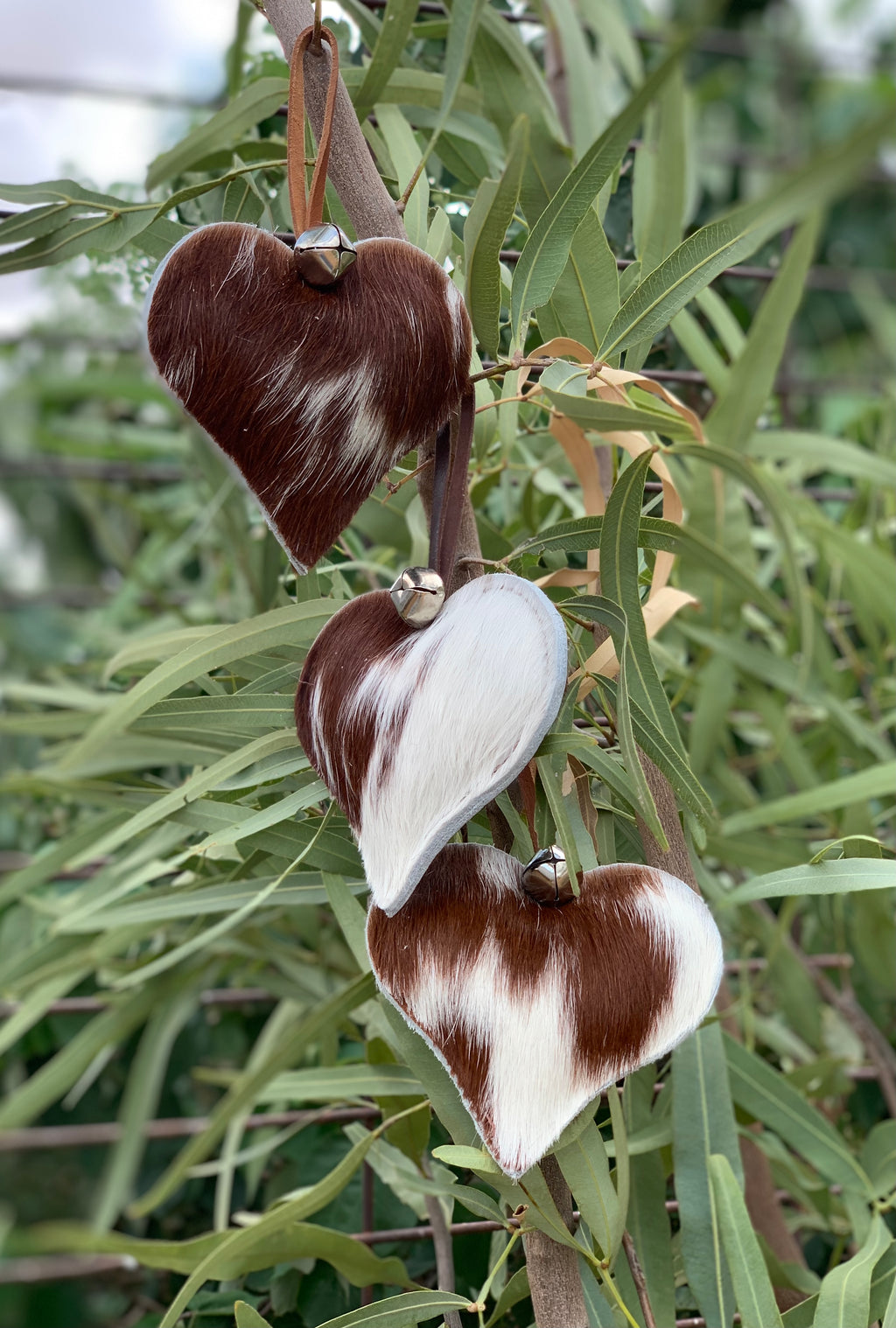Hereford Hide (Hearts)